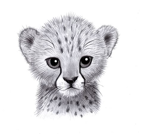'Cheetah In Wait' original drawing in colored pencil by Nancy Charles. Only one who has observed animals for years would be able to create such a portrait.